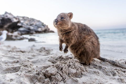 Rottnest Island Bike & Ferry Package From Perth - Accommodation Bookings 5