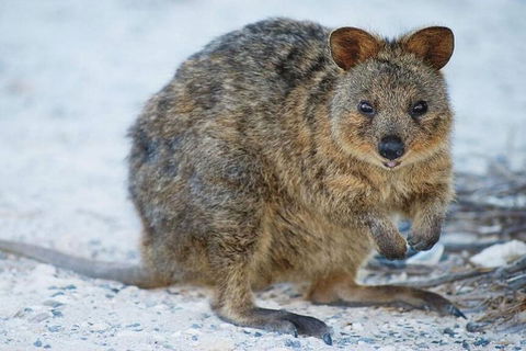 Rottnest Island Bayseeker Day Trip From Perth - Accommodation Bookings 2