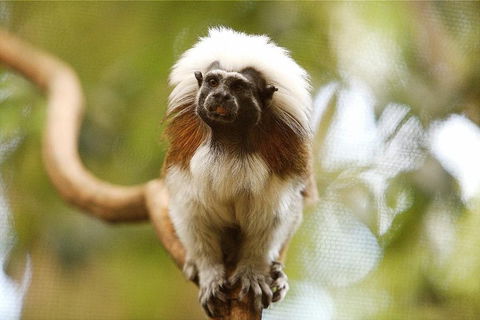 Breakfast With The Koalas At Hartley's Crocodile Park From Cairns Or Palm Cove - Accommodation Bookings 3