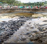 Hartley's Crocodile Adventures Day Trip from Palm Cove - Accommodation Bookings