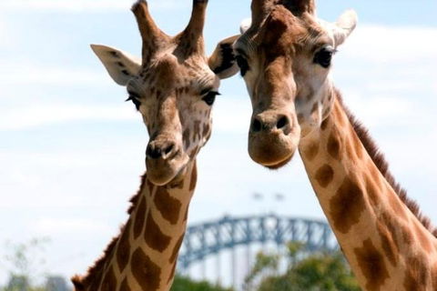 Sydney Harbour Ferry With Taronga Zoo Entry Ticket - Accommodation Bookings 1