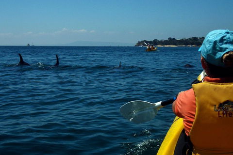 Mornington Peninsula Kayak Coastline Tour Of Dolphin Sanctuary - Accommodation Bookings 0