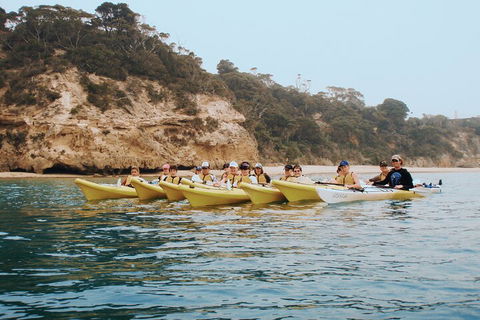 Mornington Peninsula Kayak Coastline Tour Of Dolphin Sanctuary - Accommodation Bookings 4