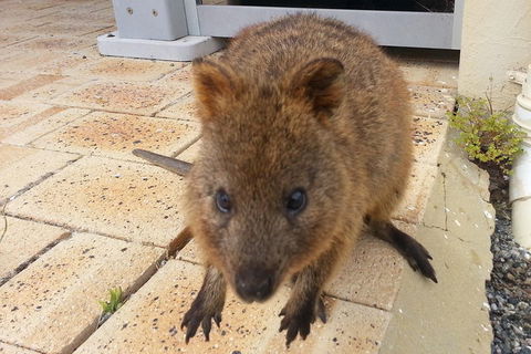 Wave Rock, Pinnacles And Rottnest One Day Aeroplane Tour - Accommodation Bookings 0
