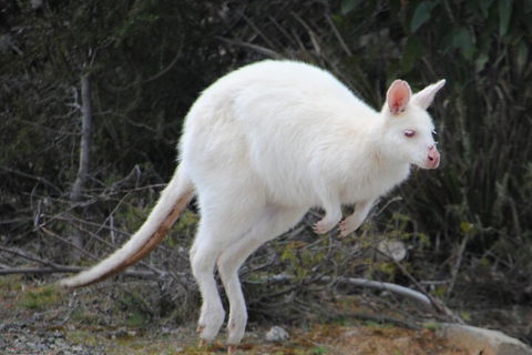 Small-Group Day Trip From Hobart To Bruny Island - Accommodation Bookings 2