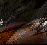 Alice Springs Desert Park Nocturnal Tour - Accommodation Bookings