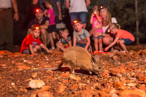 Alice Springs Desert Park Nocturnal Tour - Accommodation Bookings 1