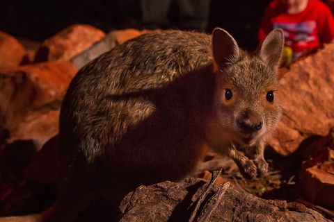 Alice Springs Desert Park Nocturnal Tour - Accommodation Bookings 3