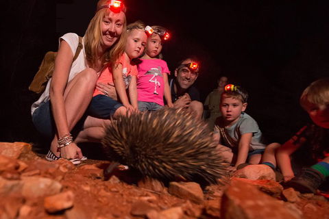 Alice Springs Desert Park Nocturnal Tour - Accommodation Bookings 5