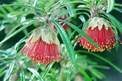 Full-Day Pinnacles Desert And Yanchep National Park Tour From Perth - Accommodation Bookings 1