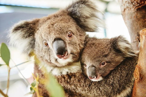 Full-Day Pinnacles Desert And Yanchep National Park Tour From Perth - Accommodation Bookings 5
