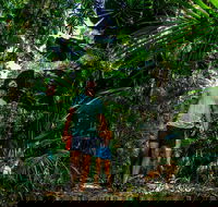 Full Day Daintree Rainforest and Mossman Gorge Tour - Accommodation Bookings