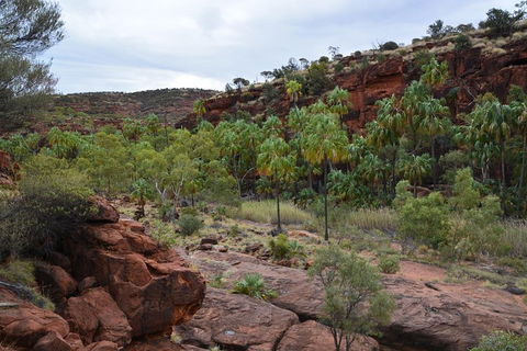 Palm Valley And Hermannsburg 1 Day 4WD Tour - Accommodation Bookings 4