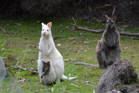 Full-Day Guided Bruny Island Tour From Hobart - Accommodation Bookings 0