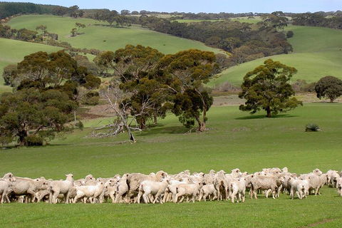 Kangaroo Island Luxury Small Group 'Island Life' Full Day Tour - Accommodation Bookings 1