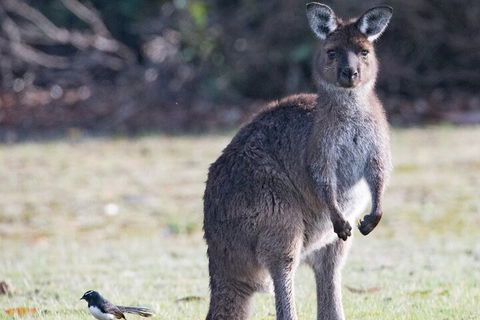 Kangaroo Island Luxury Small Group 'Island Life' Full Day Tour - Accommodation Bookings 2