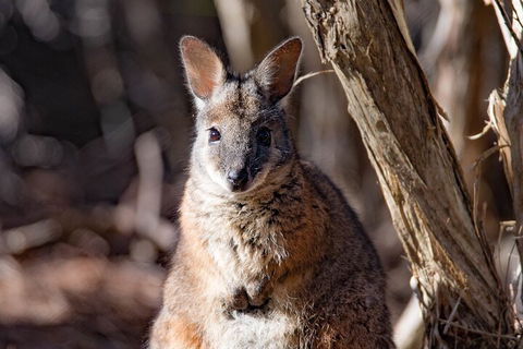Kangaroo Island Luxury Small Group 'Island Life' Full Day Tour - Accommodation Bookings 3