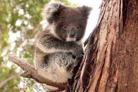 Kangaroo Island Luxury Small Group 'Island Life' Full Day Tour - Accommodation Bookings 4