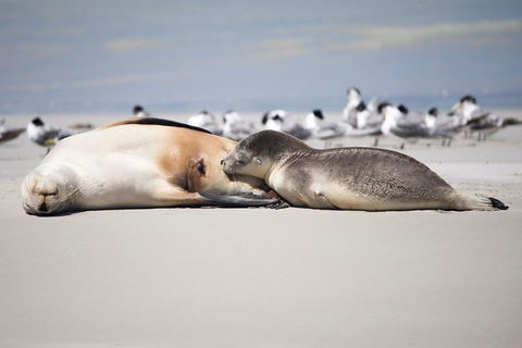 Kangaroo Island Luxury Small Group 'Island Life' Full Day Tour - Accommodation Bookings 5