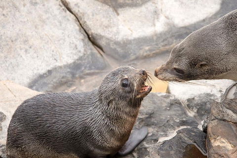 Kangaroo Island Luxury Small Group 'Flinders Chase Focus' Full Day Tour - Accommodation Bookings 2