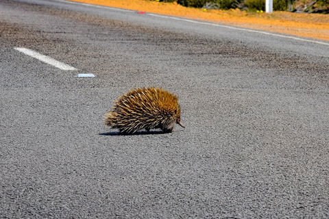 Kangaroo Island Luxury Small Group 'Flinders Chase Focus' Full Day Tour - Accommodation Bookings 3