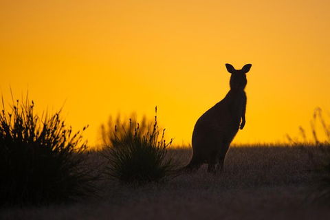 Kangaroo Island Luxury Small Group 'Flinders Chase Focus' Full Day Tour - Accommodation Bookings 5