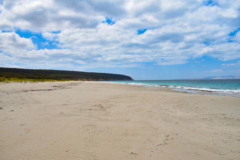 Kangaroo Island Luxury Small Group 'East End Explorer' Full Day Tour - Accommodation Bookings 3