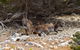 Kangaroo Island Luxury Small Group 'East End Explorer' Full Day Tour - thumb 4