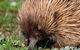 Kangaroo Island Luxury Small Group 'East End Explorer' Full Day Tour - thumb 5