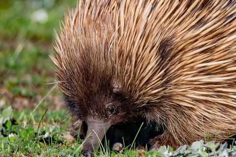 Kangaroo Island Luxury Small Group 'East End Explorer' Full Day Tour - Accommodation Bookings 5