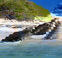 Dolphin Penguin and Sea Lion Cruise - Accommodation Bookings