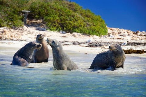 Dolphin, Penguin And Sea Lion Cruise - Accommodation Bookings 0