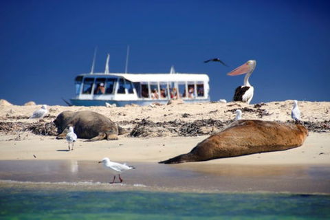 Dolphin, Penguin And Sea Lion Cruise - Accommodation Bookings 1