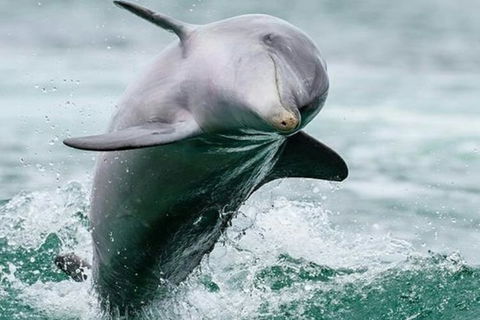 Dolphin, Penguin And Sea Lion Cruise - Accommodation Bookings 2