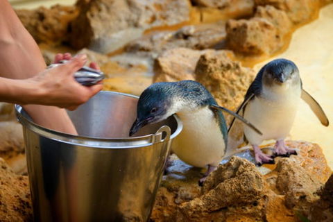 Dolphin, Penguin And Sea Lion Cruise - Accommodation Bookings 3