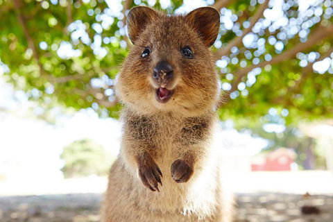 Discover Rottnest With Ferry & Bus Tour From Perth Or Fremantle - Accommodation Bookings 0