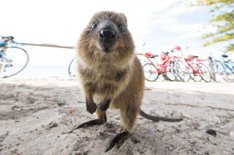 Rottnest Island Round-Trip Ferry From Perth Or Fremantle - Accommodation Bookings 3