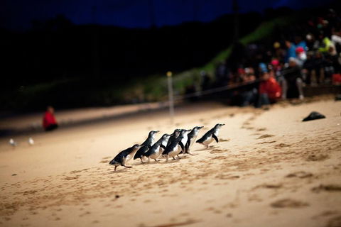 2-Day Great Ocean Road, Mornington Peninsula And Phillip Island Tour - Accommodation Bookings 1