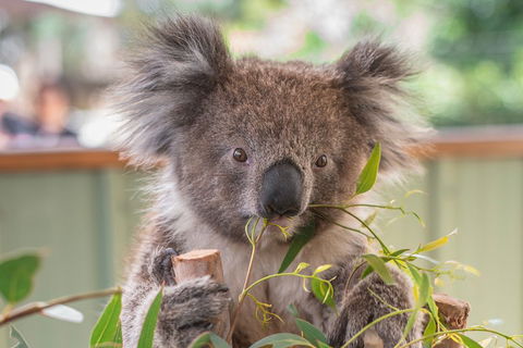 2-Day Great Ocean Road, Mornington Peninsula And Phillip Island Tour - Accommodation Bookings 2