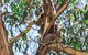 Full-Day Great Ocean Road And 12 Apostles Sunset Tour From Melbourne - thumb 2