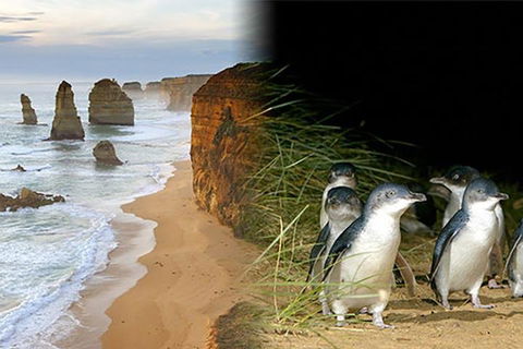 Melbourne Super Saver: Great Ocean Road + Phillip Island + Attraction Pass - Accommodation Bookings 0