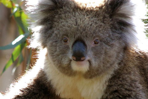 Melbourne Super Saver: Great Ocean Road + Phillip Island + Attraction Pass - Accommodation Bookings 3
