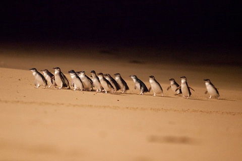 Phillip Island Penguin Parade Express Tour From Melbourne - Accommodation Bookings 0
