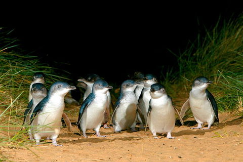 Phillip Island Penguin Parade Express Tour From Melbourne - Accommodation Bookings 5