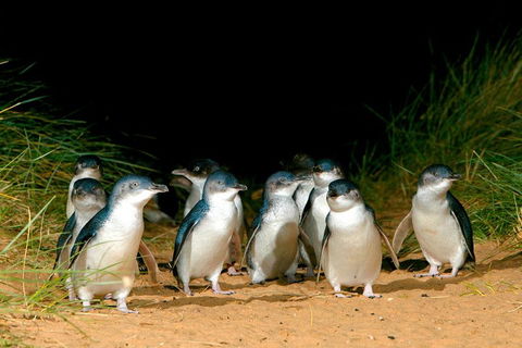 Puffing Billy, Moonlit Sanctuary & Penguins Day Tour - Accommodation Bookings 0