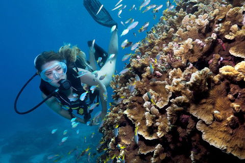 Great Barrier Reef Diving And Snorkeling Cruise From Cairns - Accommodation Bookings 1