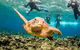 Great Barrier Reef Diving And Snorkeling Cruise From Cairns - thumb 3