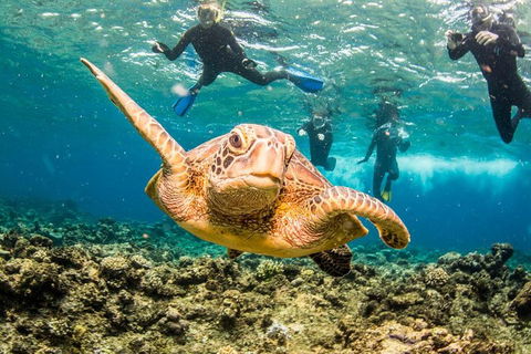 Great Barrier Reef Diving And Snorkeling Cruise From Cairns - Accommodation Bookings 3