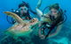 Great Barrier Reef Diving And Snorkeling Cruise From Cairns - thumb 4
