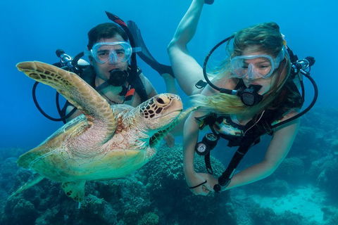 Great Barrier Reef Diving And Snorkeling Cruise From Cairns - Accommodation Bookings 4
